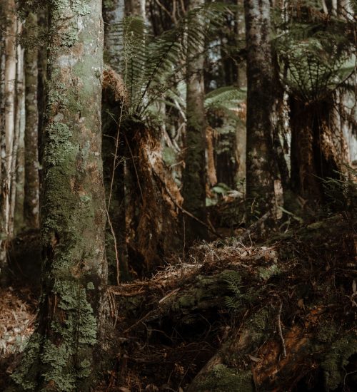 Copy of DAVID LAPAGE PHOTOGRAPHY © - (13)