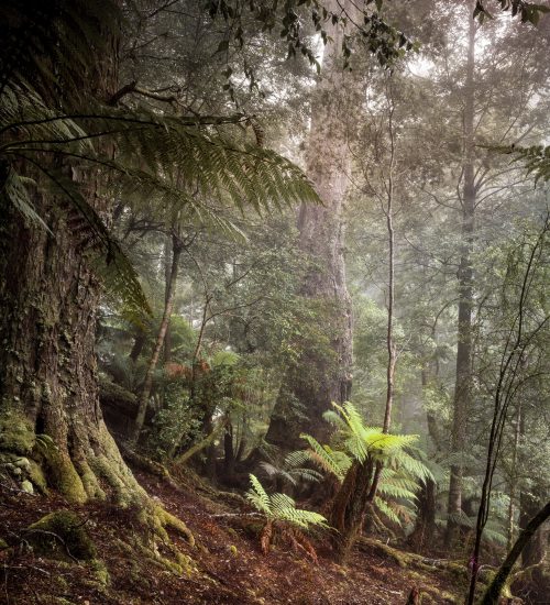 Frederic Courbet (MYRTLE)